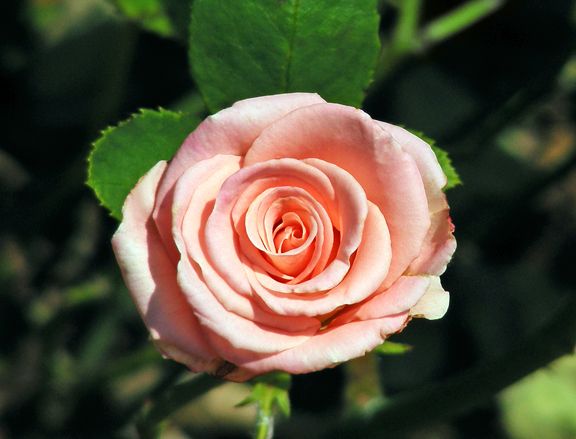 Show Stopper photo ss2013_06230012_zps501dc50e.jpg